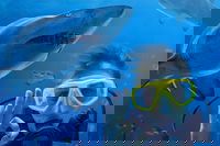 Shark Dive Xtreme at SEA LIFE Sydney Aquarium