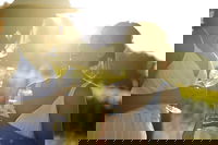 Hunter Valley Wine Tour from Sydney with Lunch and 3 Cellar Door Tastings