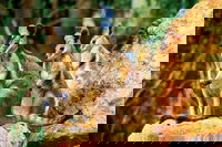 Sydney Harbour Hop On Hop Off Cruise with Taronga Zoo entry