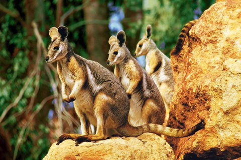 Sydney Harbour Hop On Hop Off Cruise With Taronga Zoo Entry - Attractions Brisbane 0