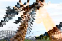 Book Sydney Accommodation Vacations Attractions Brisbane Attractions Brisbane