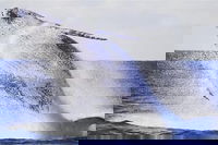 Whale Watching Sailing Experience in Sydney