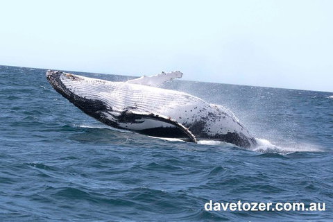 Whale Watching Sailing Experience In Sydney - Attractions Brisbane 9