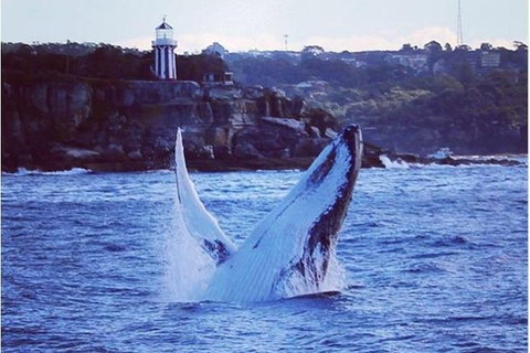 Whale Watching Sailing Experience In Sydney - Attractions Brisbane 6