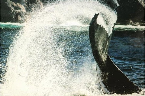 Whale Watching Sailing Experience In Sydney - Attractions Brisbane 4