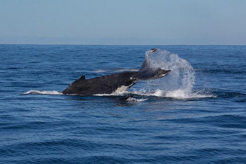 Whale Watching Sailing Experience In Sydney - Attractions Brisbane 8