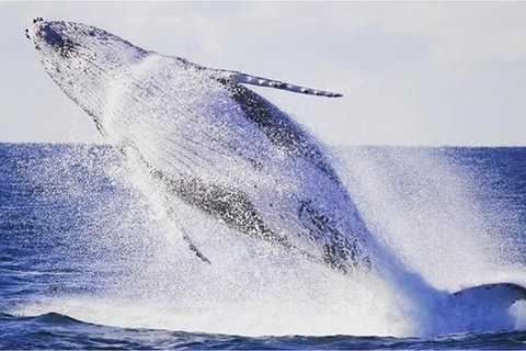 Whale Watching Sailing Experience In Sydney - Attractions Brisbane 2