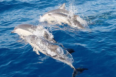 Port Stephens Day Tour From Sydney Including 4WD, Sandboarding And Dolphins - Attractions Brisbane 0