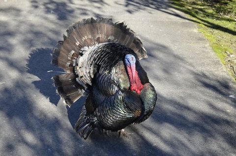 Hunter Valley Wine And Wildlife Tour From Sydney With Walkabout Wildlife Park - Attractions Brisbane 7