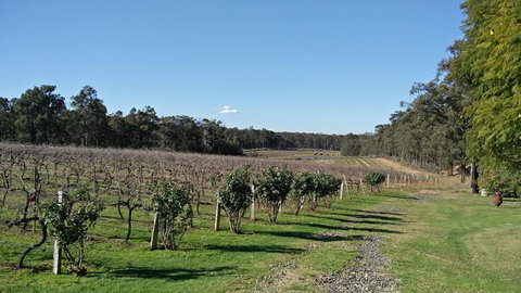 Hunter Valley Wine And Wildlife Tour From Sydney With Walkabout Wildlife Park - Attractions Brisbane 5