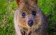 Blue Mountains Private Tour With Kangaroos & Koala Encounter - thumb 13
