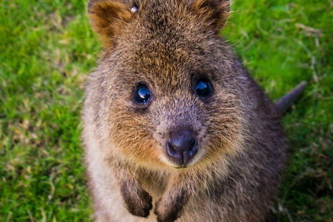 Blue Mountains Private Tour With Kangaroos & Koala Encounter - Attractions Brisbane 13