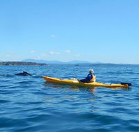 Whale Watching by Sea Kayak in Batemans Bay - Attractions Brisbane