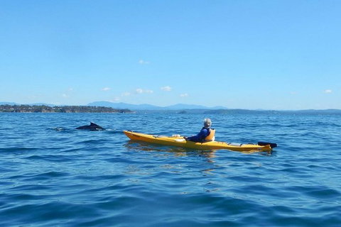 Whale Watching By Sea Kayak In Batemans Bay - Attractions Brisbane 0