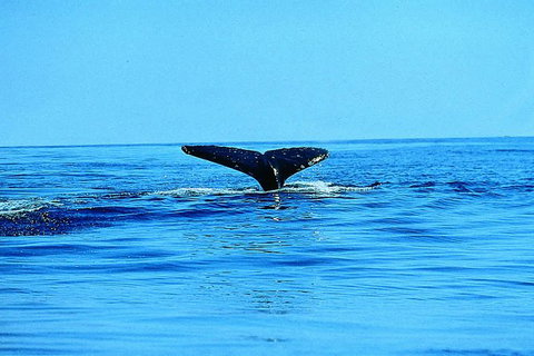 Whale Watching By Sea Kayak In Batemans Bay - Attractions Brisbane 3