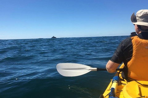 Whale Watching By Sea Kayak In Batemans Bay - Attractions Brisbane 7