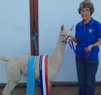 Marchmont Park Alpacas - Attractions Brisbane