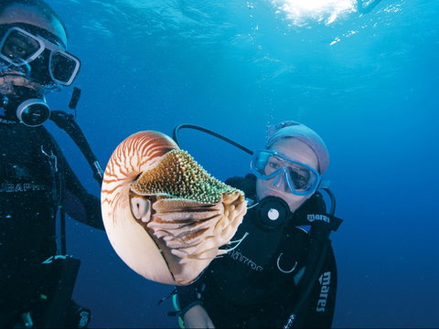Agincourt Reef - Attractions Brisbane 1