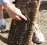 Bees on Keswick Island - Attractions Brisbane