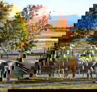 Blackwattle Alpaca Farm - Attractions Brisbane