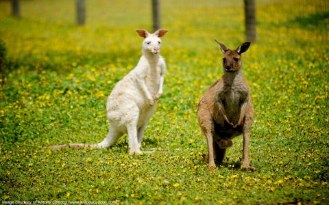 Bordertown Wildlife Park - Attractions Brisbane 0