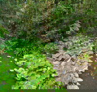 Brindle Creek Walking Track - Attractions Brisbane