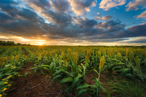 Capella - Attractions Brisbane 0