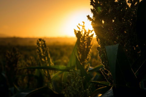 Capella - Attractions Brisbane 2