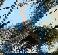 Castle Creek Reserve - Attractions Brisbane