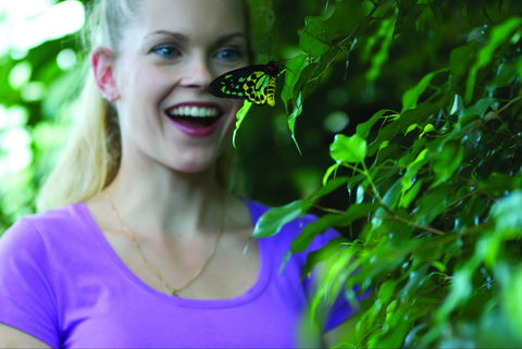 Coffs Harbour Butterfly House - Attractions Brisbane 0