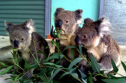 Cohunu Koala Park - Attractions Brisbane 0