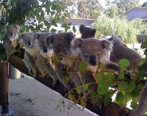 Cohunu Koala Park - Attractions Brisbane 1