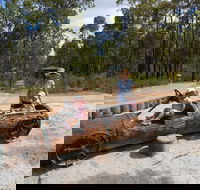 Crooked Brook Forest - Attractions Brisbane