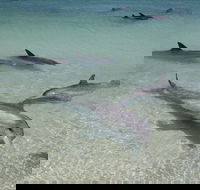 Dolphins of Monkey Mia - Attractions Brisbane