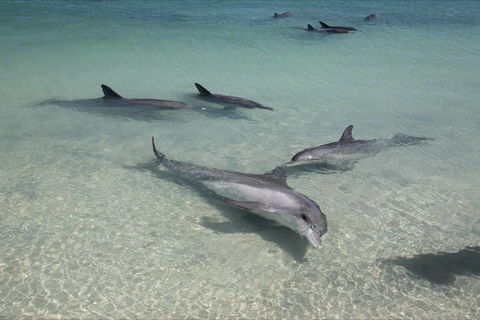 Dolphins Of Monkey Mia - Attractions Brisbane 0