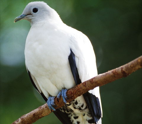 Goold Island National Park - Attractions Brisbane 1