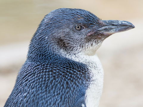 Granite Island Nature Park - Guided Penguin Tours - Attractions Brisbane 1