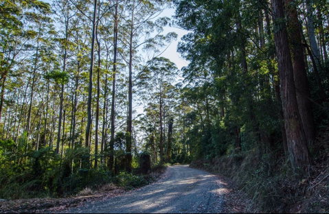 Hastings Forest Way Touring Route - Attractions Brisbane 0