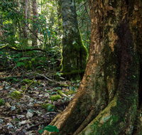 Hidden Treasure Track - Attractions Brisbane