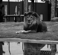 Hunter Valley Zoo - Attractions Brisbane
