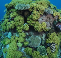 Keeper Reef Dive Site - Attractions Brisbane