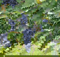 Luskintyre - Attractions Brisbane