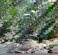 Lyrebird track - Attractions Brisbane
