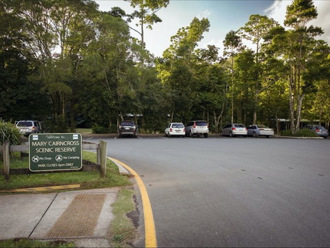Mary Cairncross Scenic Reserve Rainforest Walk - Attractions Brisbane 1