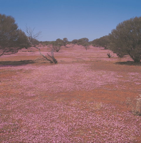 Meekatharra - Attractions Brisbane 0