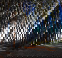 Mountain Bike Trails Tumbarumba - Attractions Brisbane