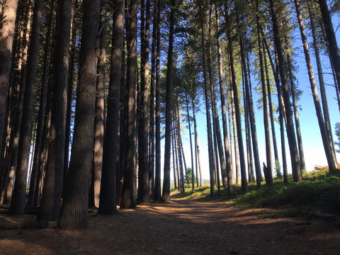 Mountain Bike Trails Tumbarumba - Attractions Brisbane 0