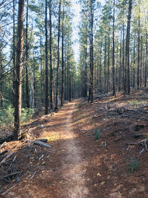 Mountain Bike Trails Tumbarumba - Attractions Brisbane 1