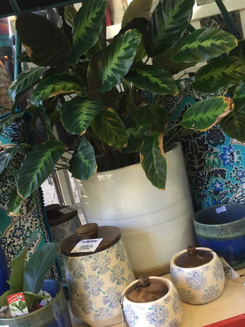 Noreen's Seaside Shop - Attractions Brisbane 0