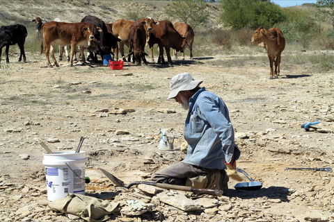 Richmond Fossil Hunting Sites - Attractions Brisbane 2